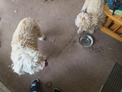 Reunited Unknown Dog last seen Stapley and southern , Mesa, AZ 85204