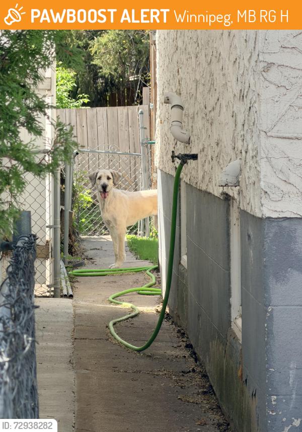 Found/Stray Unknown Dog last seen 360Lipton, Winnipeg, MB R3G 2H1