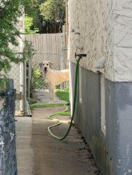 Found/Stray Unknown Dog last seen 360Lipton, Winnipeg, MB R3G 2H1