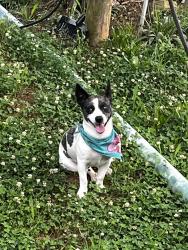 Reunited Male Dog last seen My hse, Forest City, NC 28043