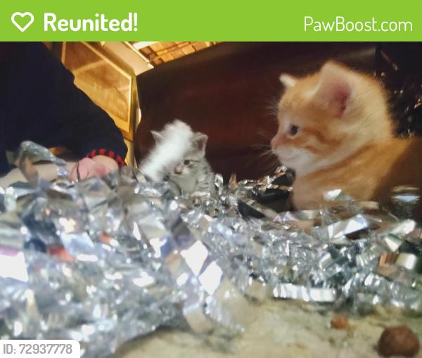 Reunited Male Cat last seen Filmore and tennessee, St. Louis, MO 63111