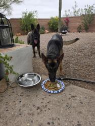 Reunited Male Dog last seen Del cerro and Tortolita , Tucson Mountains, AZ 85745