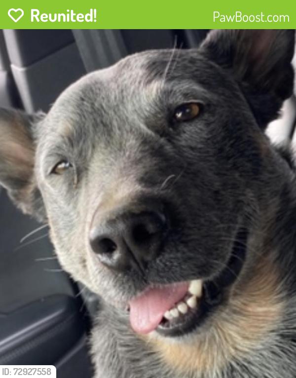 Reunited Male Dog last seen Bear creek, Columbia, TN 38401