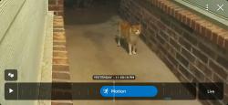 Found/Stray Unknown Cat last seen E 65th St S and S 305th E Ave (Ben Lumpkin Rd), Broken Arrow, OK 74014, Wagoner County, OK 74014