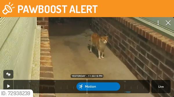 Found/Stray Unknown Cat last seen E 65th St S and S 305th E Ave (Ben Lumpkin Rd), Broken Arrow, OK 74014, Wagoner County, OK 74014