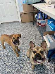 Found/Stray Female Dog last seen Dobbin Hufsmith Rd, Montgomery County, TX 77354