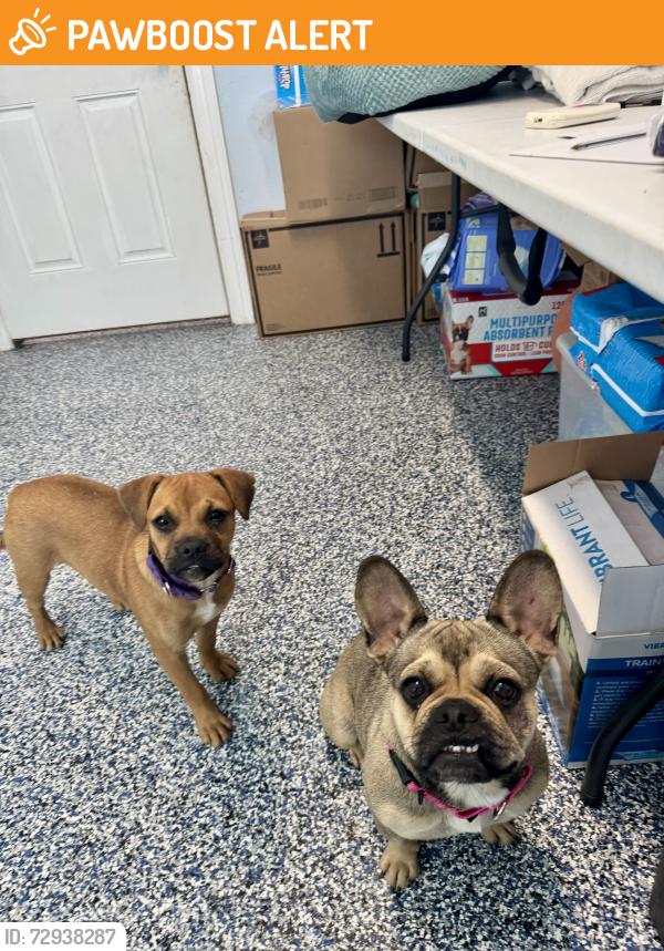 Found/Stray Female Dog last seen Dobbin Hufsmith Rd, Montgomery County, TX 77354