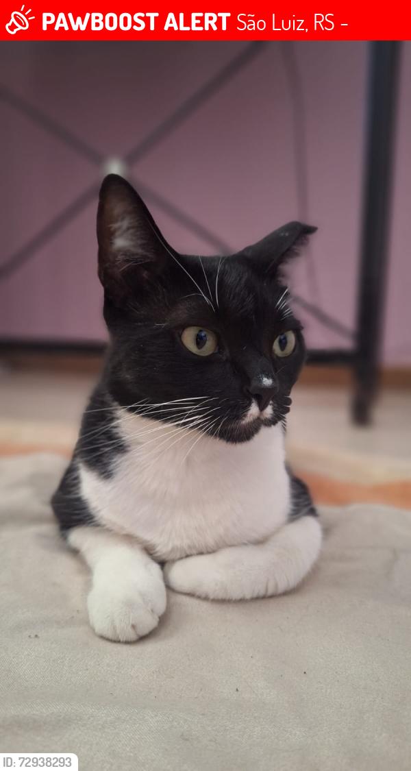 Lost Female Cat last seen Rua São Luís, perto corsan, São Luiz, RS 94065-250