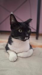 Lost Female Cat last seen Rua São Luís, perto corsan, São Luiz, RS 94065-250