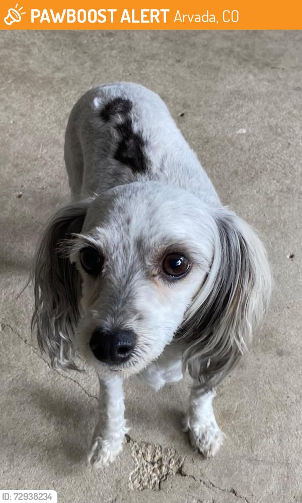 Found/Stray Female Dog last seen 72nd & Sheridan, Arvada, CO 80003
