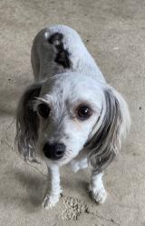 Found/Stray Female Dog last seen 72nd & Sheridan, Arvada, CO 80003