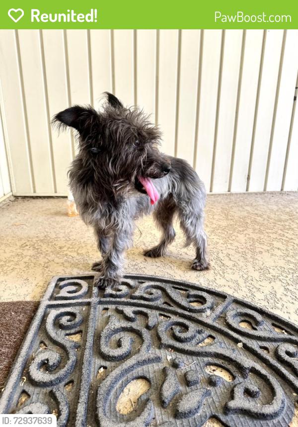 Reunited Male Dog last seen Country Place -South Surrey and Spring Run, Carrollton, TX 75006