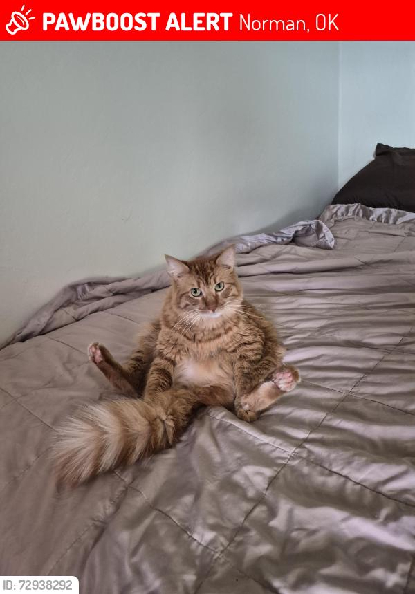 Lost Male Cat last seen Rock Creek and Flood in the Trailwoods Development , Norman, OK 73069