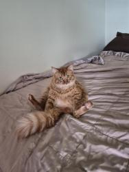 Lost Male Cat last seen Rock Creek and Flood in the Trailwoods Development , Norman, OK 73069