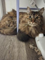 Reunited Female Cat last seen Pacific Highway & 260th St S, Des Moines, WA 98198