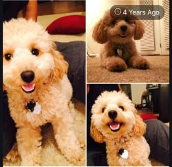 Lost Male Dog last seen Handover North, Indianapolis, IN 46239