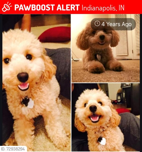 Lost Male Dog last seen Handover North, Indianapolis, IN 46239
