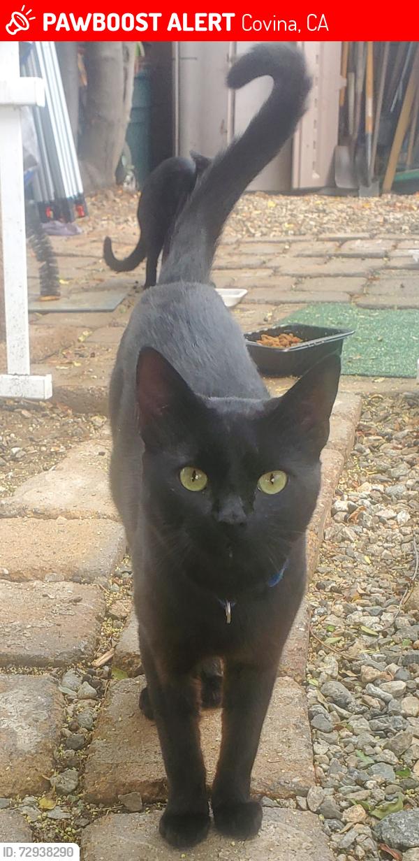 Lost Male Cat last seen Between Banna and Glendora , Covina, CA 91724