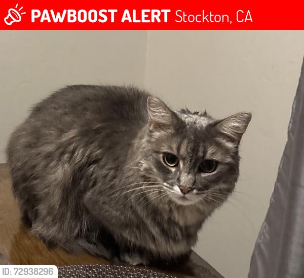Lost Female Cat last seen Princeton ave, Stockton, CA 95204