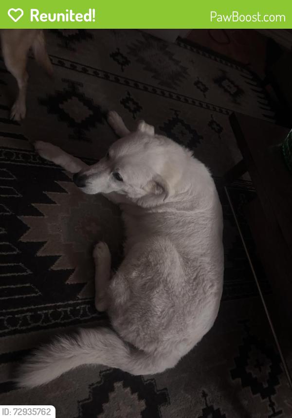 Reunited Female Dog last seen Sneed and 8th, Tyler, TX 75701