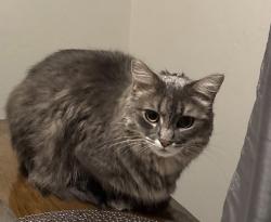 Lost Female Cat last seen Princeton ave, Stockton, CA 95204