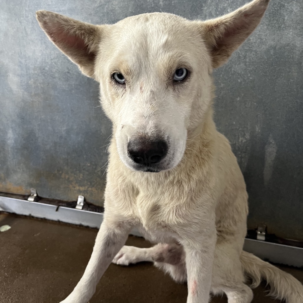 Shelter Stray Male Dog last seen , Edinburg, TX 78539