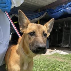 Shelter Stray Female Dog last seen , Edinburg, TX 78539