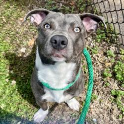 Shelter Stray Male Dog last seen , Philadelphia, PA 19140