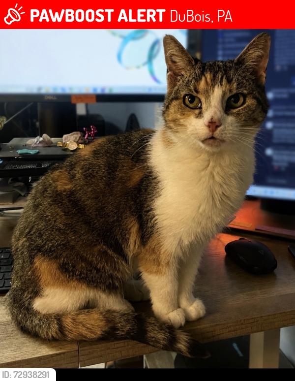 Lost Female Cat last seen Orient avenue dubois pa, DuBois, PA 15801