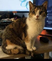 Lost Female Cat last seen Orient avenue dubois pa, DuBois, PA 15801