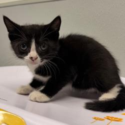 Shelter Stray Female Cat last seen , 3607 N Armenia Ave, Tampa, FL 33607, USA