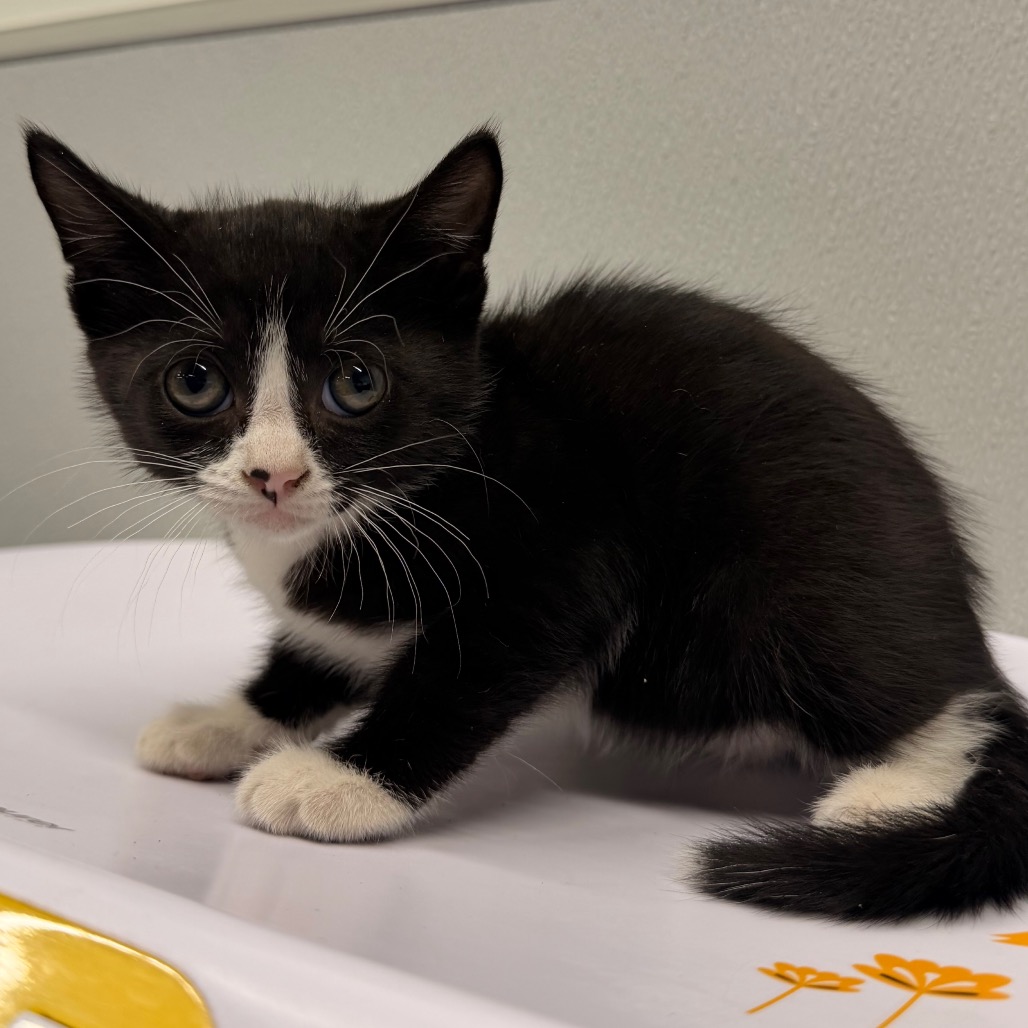 Shelter Stray Female Cat last seen , 3607 N Armenia Ave, Tampa, FL 33607, USA