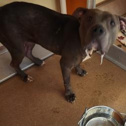 Shelter Stray Female Dog last seen , Norman, OK 73072