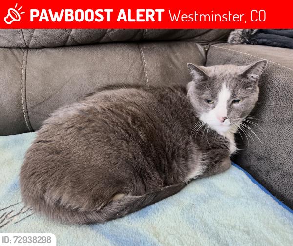 Lost Male Cat last seen Bruchez Pkwy and 107th Court, Westminster, CO 80234