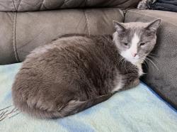 Lost Male Cat last seen Bruchez Pkwy and 107th Court , Westminster, CO 80234