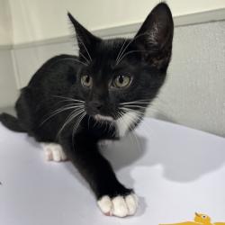 Shelter Stray Female Cat last seen , Tampa, FL 33607
