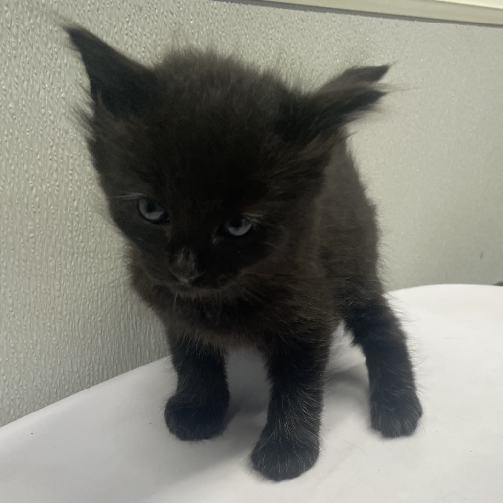 Shelter Stray Male Cat last seen , 3607 N Armenia Ave, Tampa, FL 33607, USA