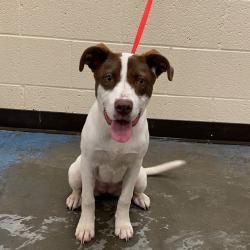 Shelter Stray Female Dog last seen , Memphis, TN 38133