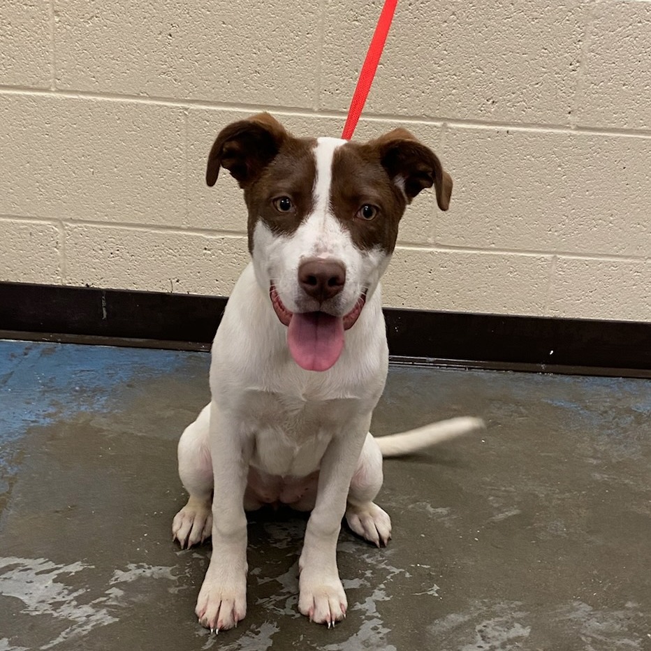 Shelter Stray Female Dog last seen , Memphis, TN 38133