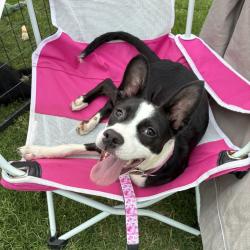 Shelter Stray Female Dog last seen , Memphis, TN 38133