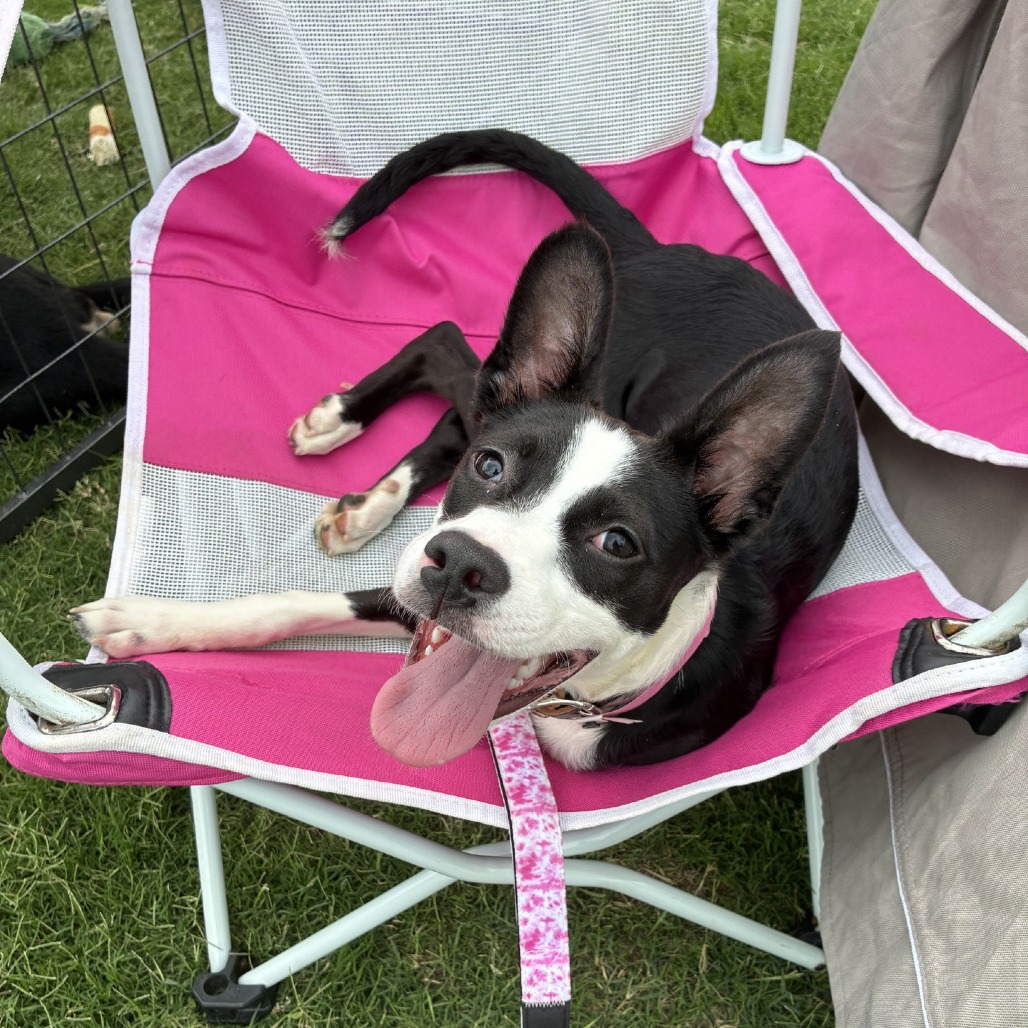 Shelter Stray Female Dog last seen , Memphis, TN 38133