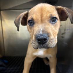 Shelter Stray Male Dog last seen , Memphis, TN 38133