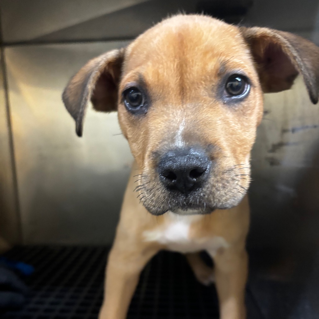 Shelter Stray Male Dog last seen , Memphis, TN 38133