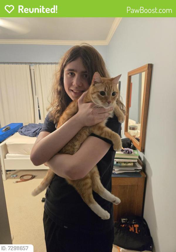 Reunited Male Cat last seen Nottingham and Wakeforest, Houston, TX 77005