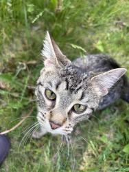 Found/Stray Unknown Cat last seen Earl Street & Geranium Ave, Saint Paul, MN 55106