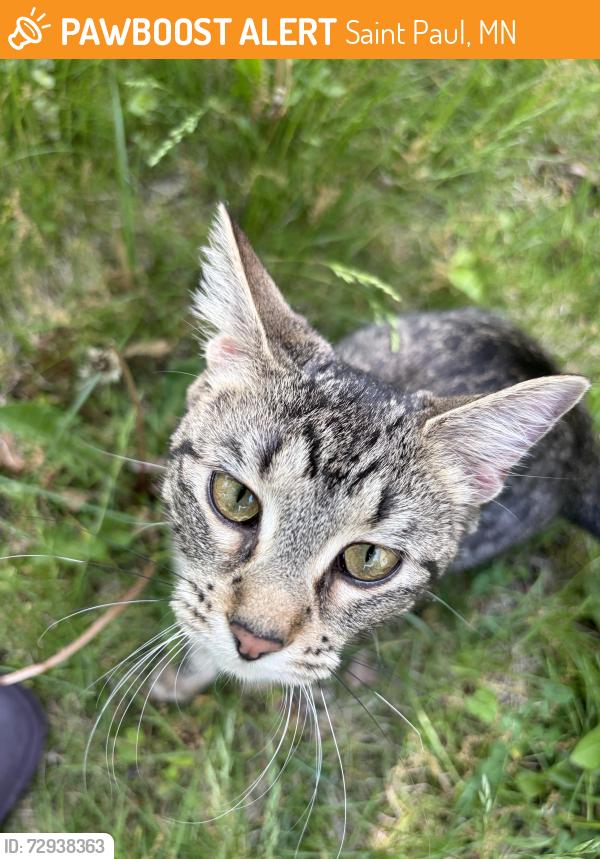 Found/Stray Unknown Cat last seen Earl Street & Geranium Ave, Saint Paul, MN 55106