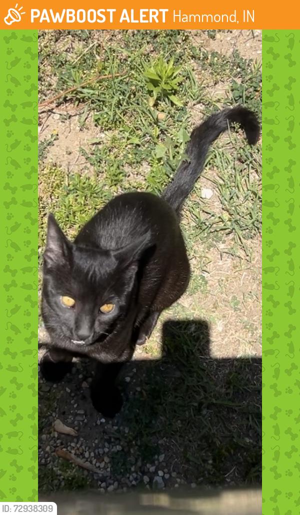Found/Stray Male Cat last seen Scott Middle School , Hammond, IN 46323