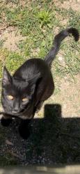 Found/Stray Male Cat last seen Scott Middle School , Hammond, IN 46323
