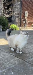 Reunited Male Cat last seen Near mavis , Mississauga, ON L5W 1T2