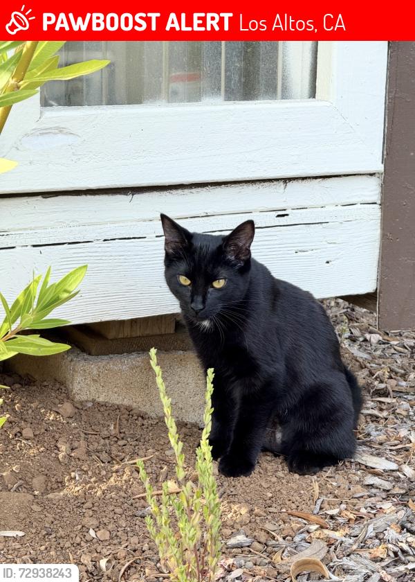 Lost Female Cat last seen Covington Elementary School, Los Altos, CA 94024